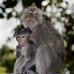 monkey_macaque_balinese_mf_ubud_v_0205_bal0205.jpg